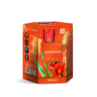 Тюльпаны Салют купить в Иваново | ivanovo.salutsklad.ru